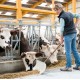 Alimentation des vaches l'hiver