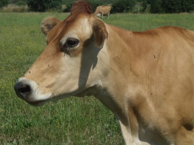 jersiaise ferme de la goulpiere