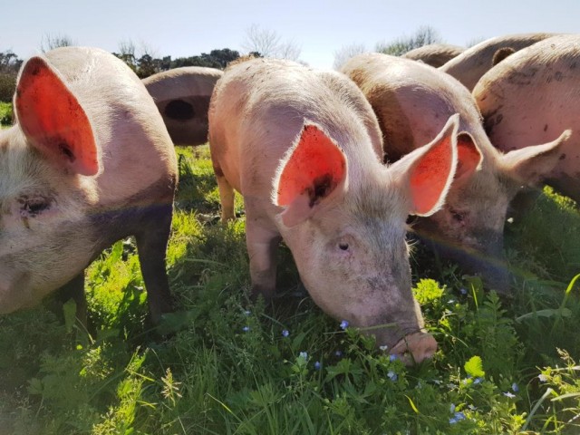 porc bio ferme de la goulpiere