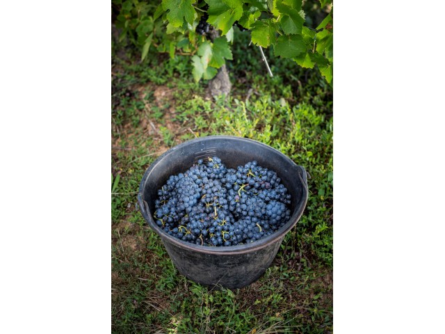 Vendange Château des Pertonnières Beaujolais DUPEUBLE 