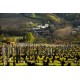 Vignes Château des Pertonnières Beaujolais DUPEUBLE 