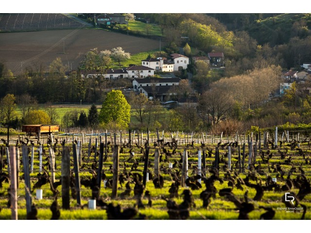 Vignes Château des Pertonnières Beaujolais DUPEUBLE 