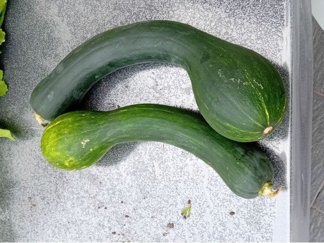 Courges