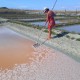 Salines du Breuil - fleur de sel 